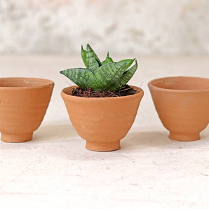 Egg Cup Plant Pot - Set Of 3