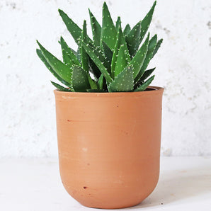 Curved Terracotta Plant Pot - Large