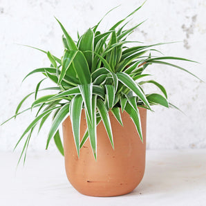 Curved Terracotta Plant Pot - Medium