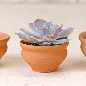 Tea Cup Plant Pot - Set Of 10