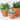 Terracotta Plant Pots Set Of 3 - Tapered
