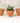 Egg Cup Plant Pot - Set Of 3