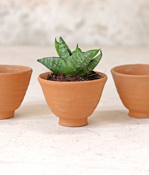 Egg Cup Plant Pot - Set Of 3