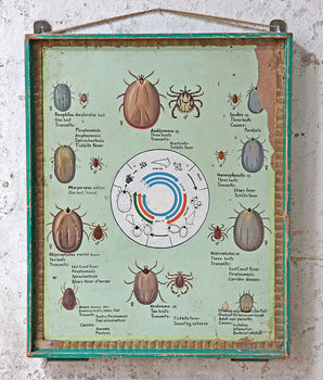 Vintage Biology Tick Poster