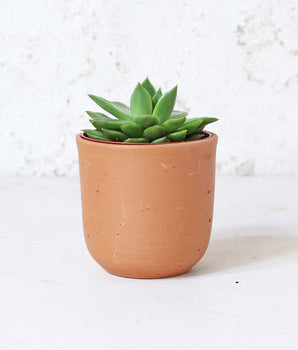 Curved Terracotta Plant Pot - Small