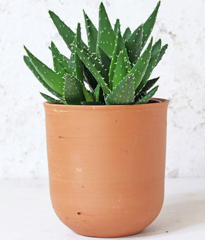 Curved Terracotta Plant Pot - Large