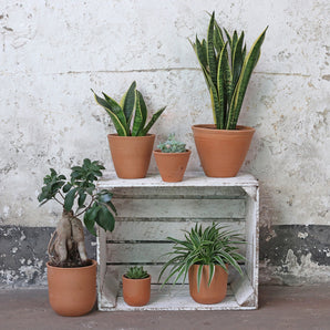 Curved Terracotta Plant Pot - Large