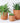 Terracotta Plant Pots - Large and Medium - U curved