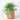 Curved Terracotta Plant Pot - Medium