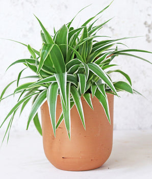 Curved Terracotta Plant Pot - Medium