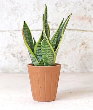 Fluted Terracotta Pot - Medium