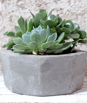 Hexagonal Cement Pot