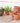 Micro Terracotta Plant Pots - Set Of 3