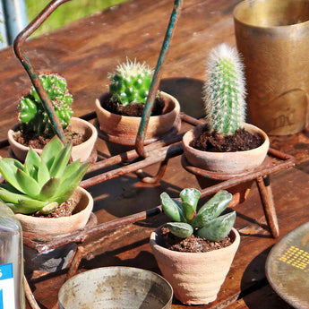pots for succulents uk Succulent Pots | Mini Cacti Plant Pots