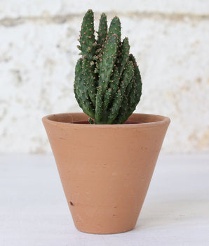 Mini Terracotta Pot