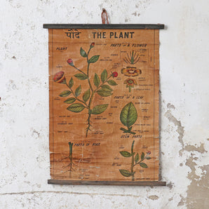 Vintage Plant School Poster