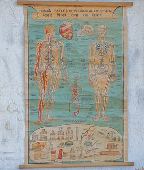 Vintage First Aid Poster Human Skeleton and Circulatory System