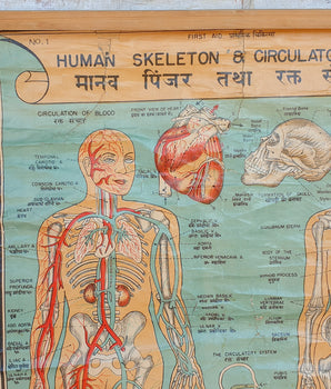 Vintage First Aid Poster Human Skeleton and Circulatory System