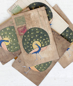 Vintage Postcard - Parading Peacock