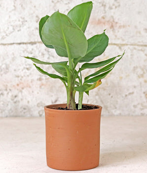 Tall Cylinder Plant Pot