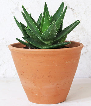 Tapered Terracotta Plant Pot - Large