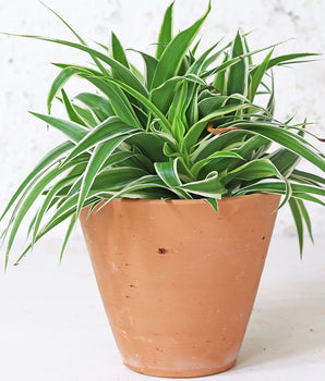 Tapered Terracotta Plant Pot - Medium