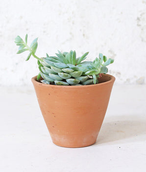 Tapered Terracotta Plant Pot - Small