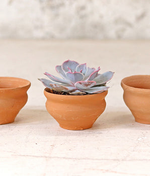 Tea Cup Plant Pot - Set Of 10