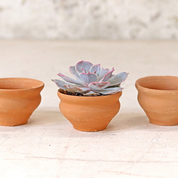 Tea Cup Terracotta Pots Set Of 10 Scaramanga