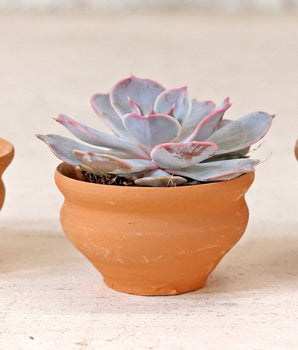 Tea Cup Plant Pot - Set Of 10