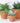 Terracotta Plant Pots Set Of 3 - Tapered