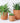 Terracotta Plant Pots Set Of 3 - U curved