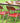 Vintage Folding Chair - Red