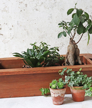 Hardwood Planters